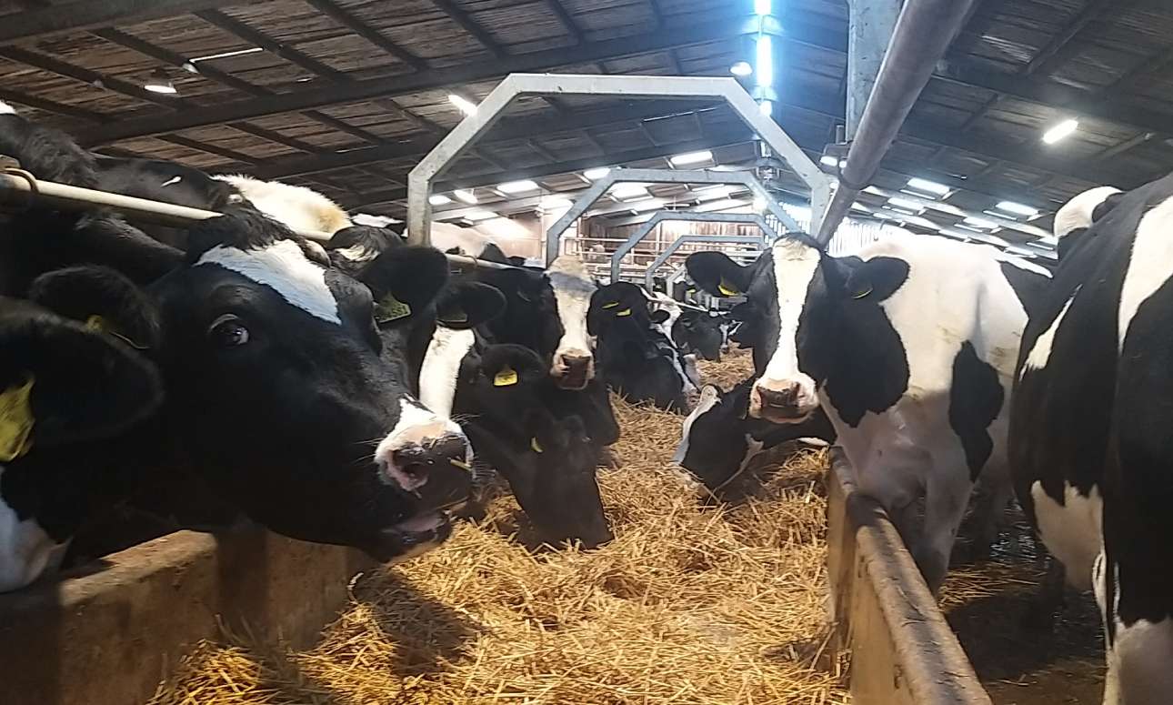 Farm Sustainability and Welfare Improvement Deosan Diversey Malaysia